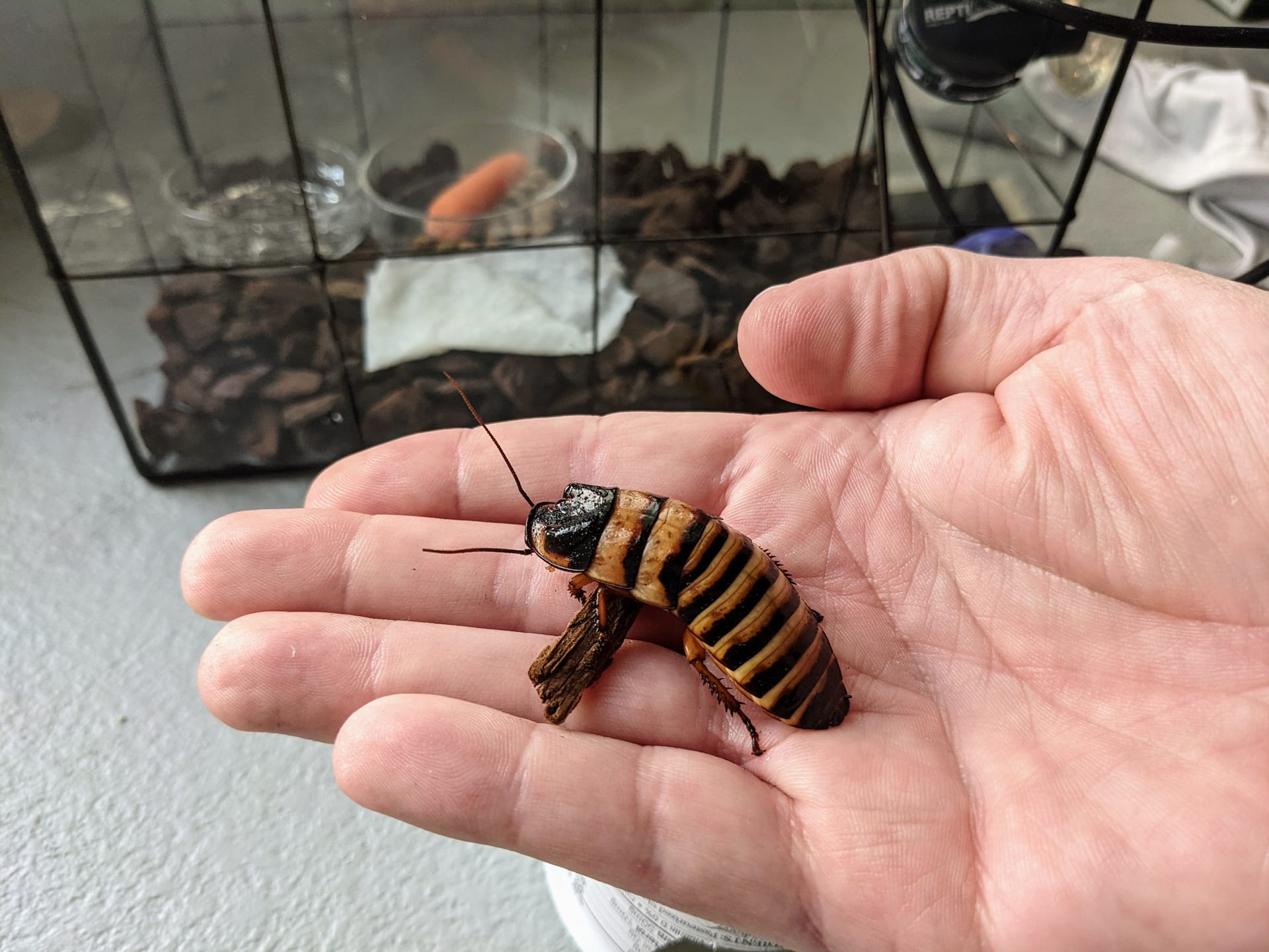 万圣节嘶鸣蟑螂（Elliptorhina javanica）