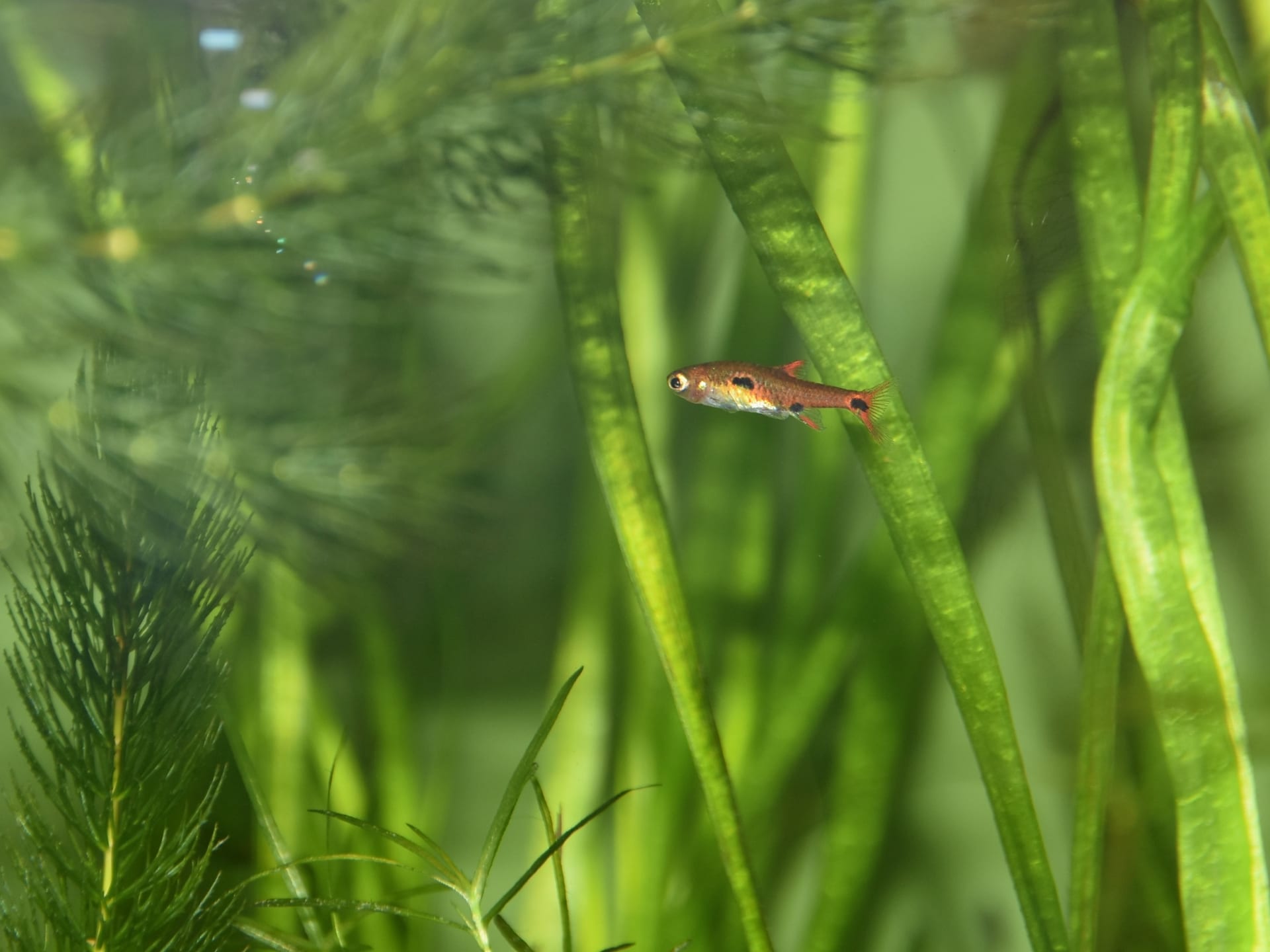 Dwarf Rasbora