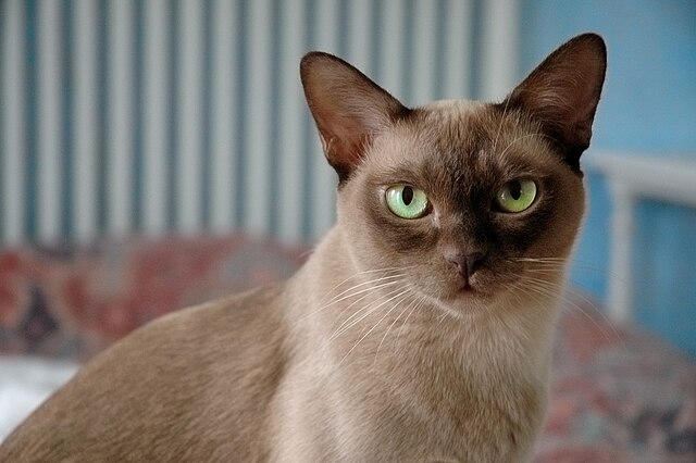 Burmese