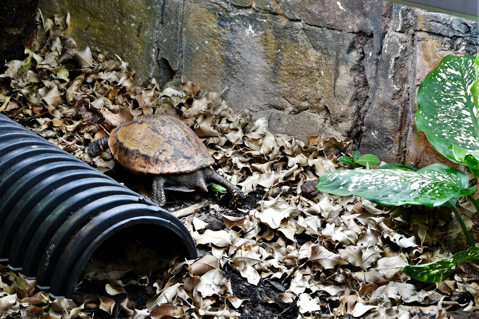 Indochinese Box Turtle