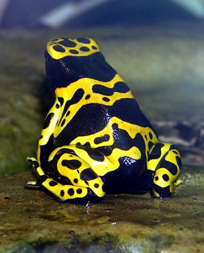 Yellow-Banded Poison Frog