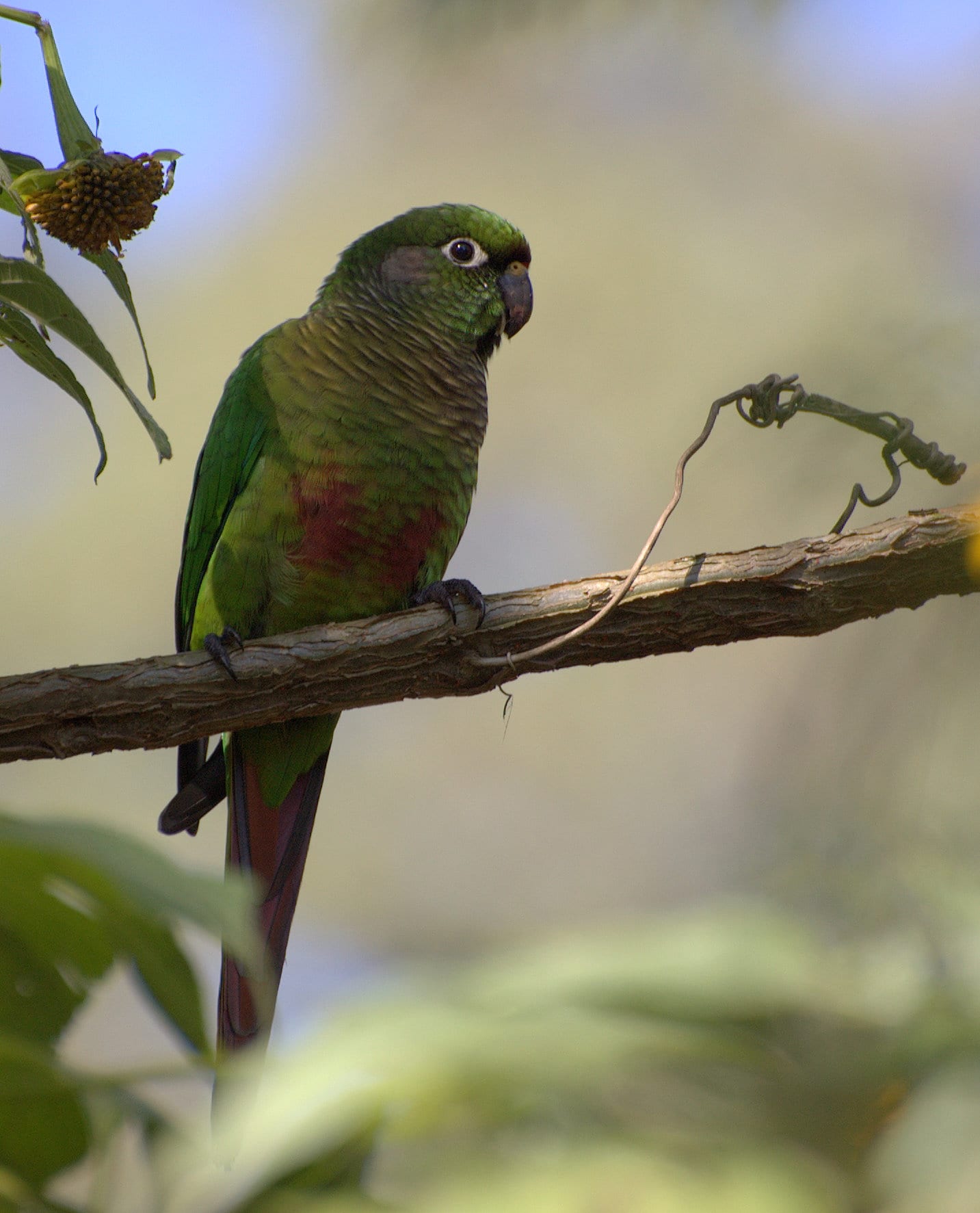ウロコメキシコインコ (Pyrrhura frontalis)