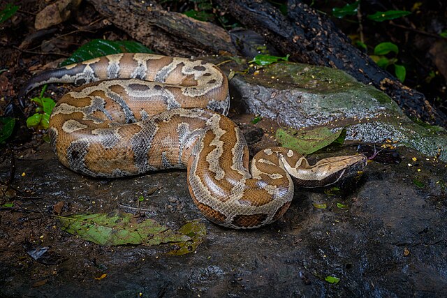 Blood Python