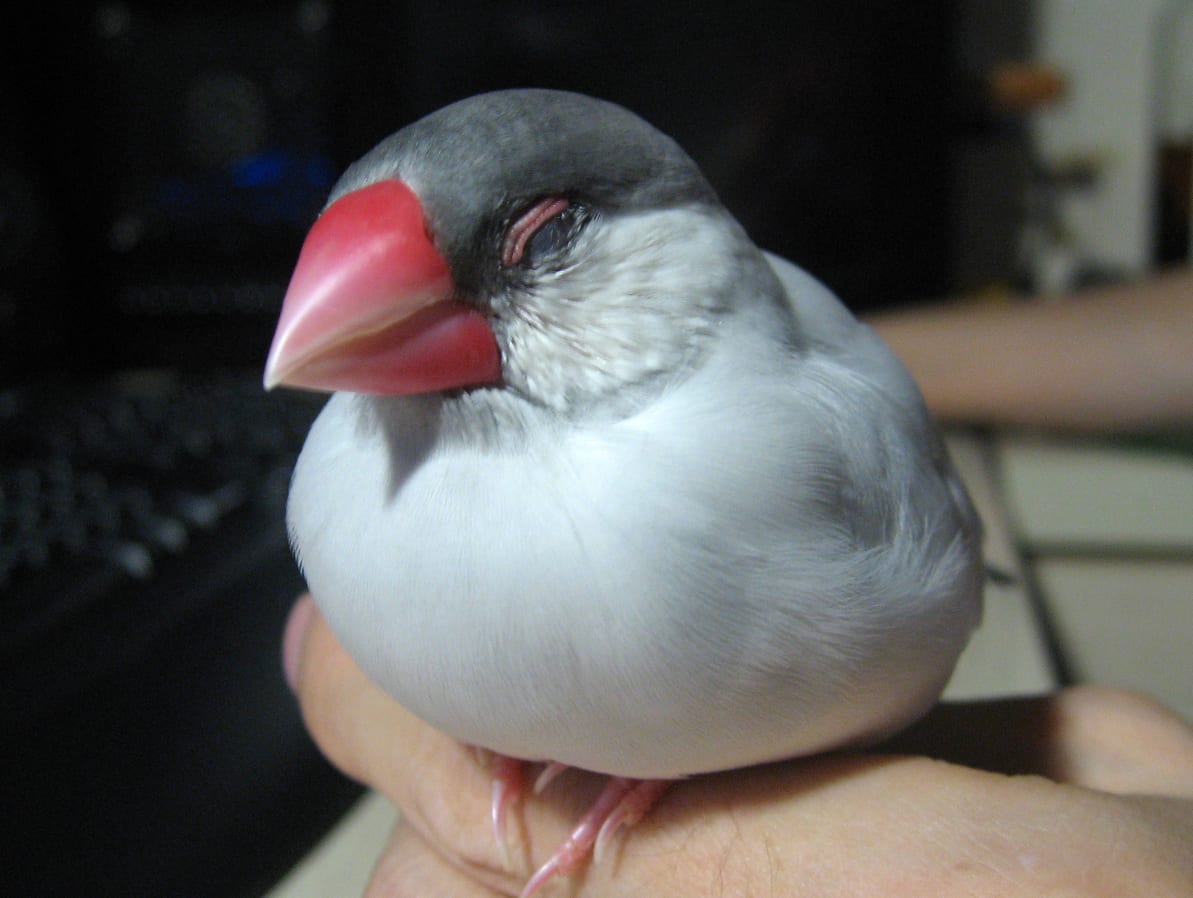 シルバー文鳥
