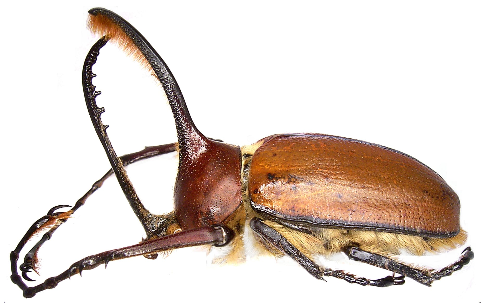 Eacus Golofa Beetle