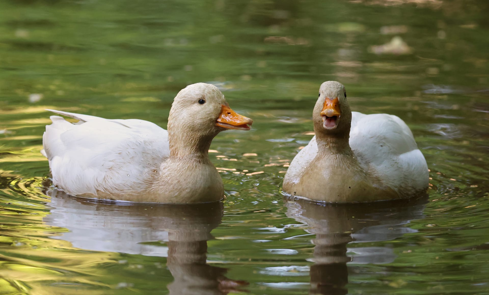 Call Duck