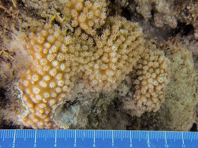 Turbinaria