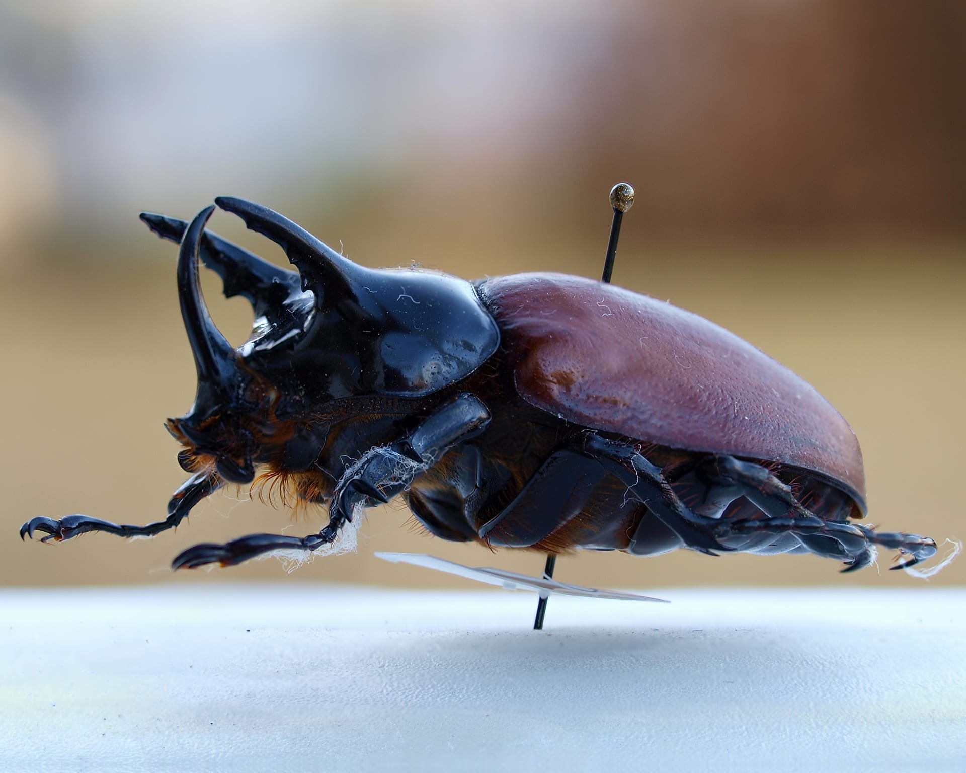 Beccari's three-horned beetle