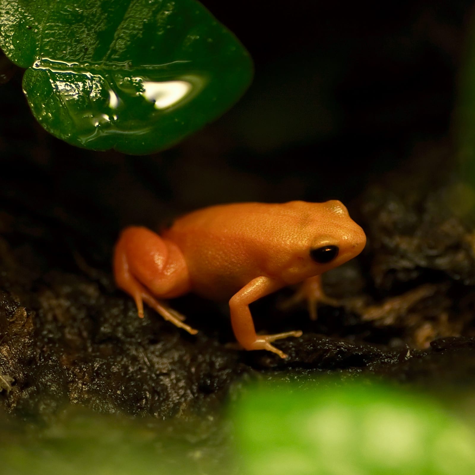 Golden Mantella