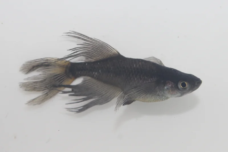 亀田養魚のギャラリー写真5