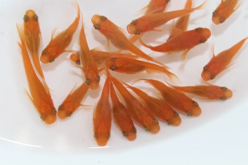 亀田養魚のギャラリー写真3