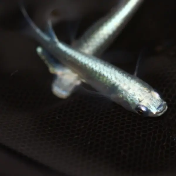 【免運費】美由紀鱂魚（強光～全身）S～M尺寸 50尾組 - 圖片 3