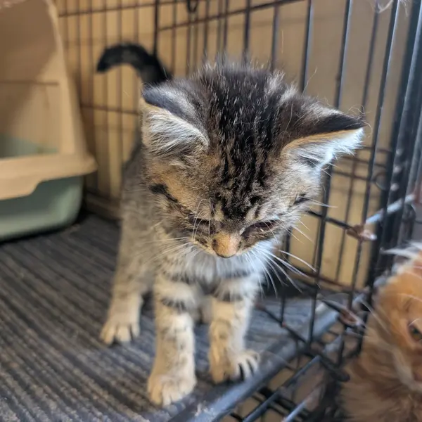 苏格兰折耳猫 男孩 - 图片2