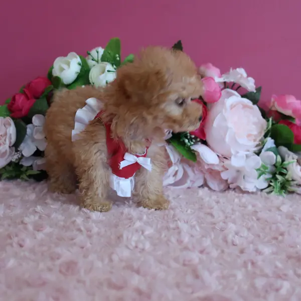 Expected Micro Teacup female – Born June 21 – Apricot - Image 4
