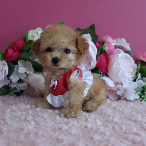 Expected Micro Teacup female – Born June 21 – Apricot - Dogs direct from breeder | 中村美美 Breeder