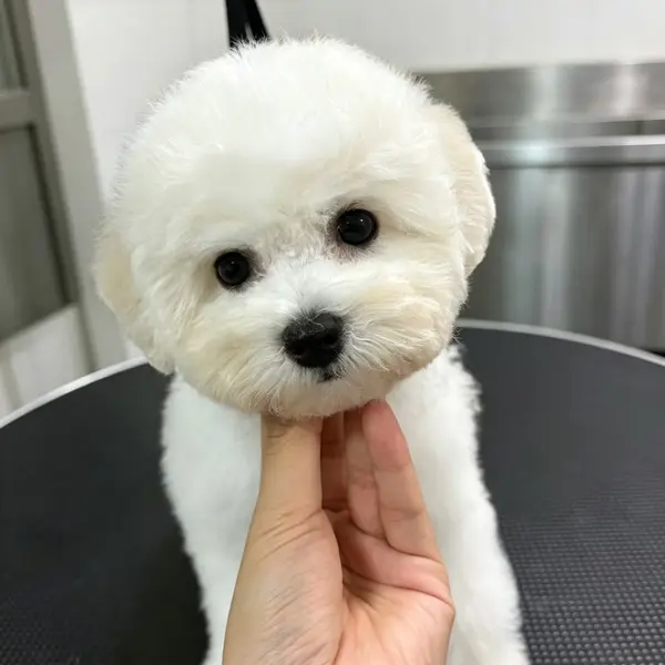 海外複数国チャンピオン種公犬と日中2か国チャンピオン種母犬より生まれた女の子の子犬です。 毛量豊か骨格がしっかり、ショーに挑戦することも可能な素質があります - 犬のブリーダー直販 | 姚幸運ブリーダー