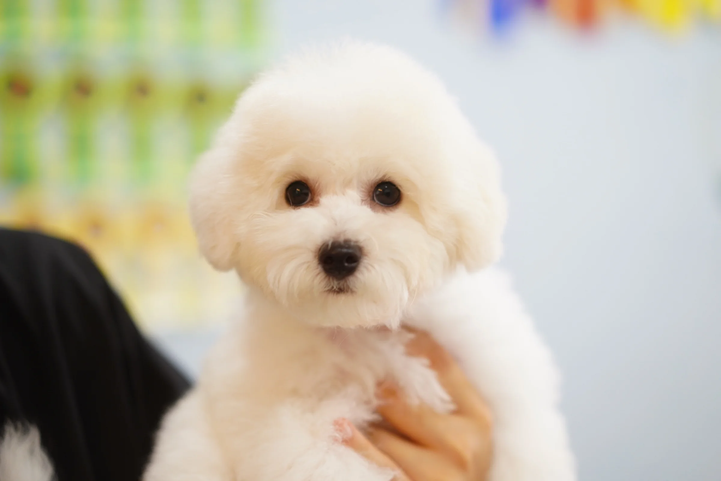 BreederDirect | A breeder direct sales platform for live animals