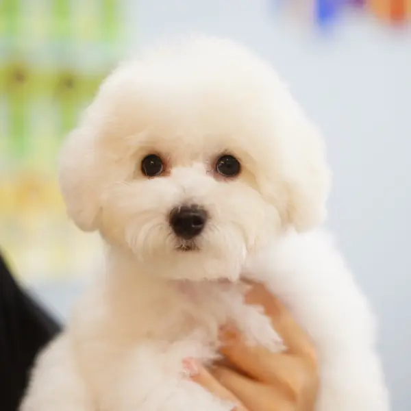 Luxurious Bloodline!!! A female puppy born from a multi-national champion sire and a dam who is a champion in both Japan and China. Rich coat and solid bone structure, with the potential to compete in dog shows. - Dogs direct from breeder | 姚幸運 Breeder