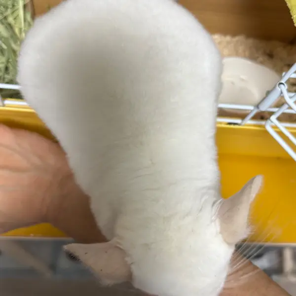 Chinchilla [Female, Born October 27, 2025, Albino] Albino Individual, Healthy and Excellent - Image 2
