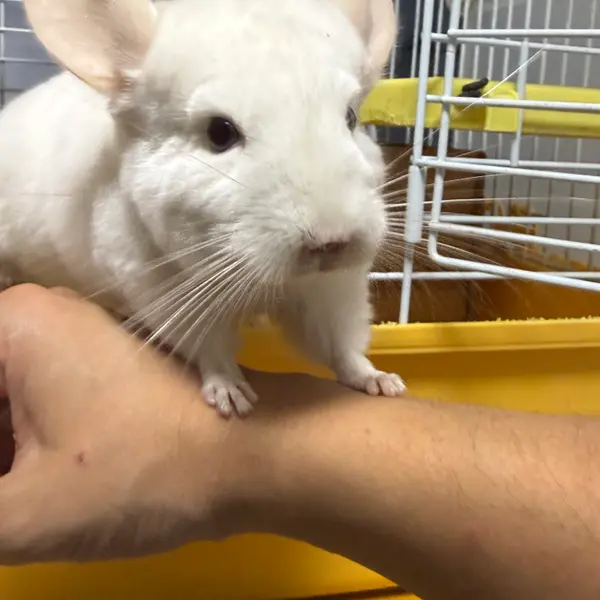 Chinchilla [Female, Born October 27, 2025, Albino] Albino Individual, Healthy and Excellent - Small Animals direct from breeder | 阿比留健太 Breeder