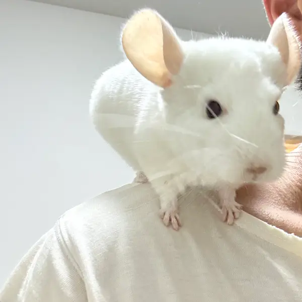 Chinchilla [Female, Born October 27, 2025, Albino] Albino Individual, Healthy and Excellent - Image 3