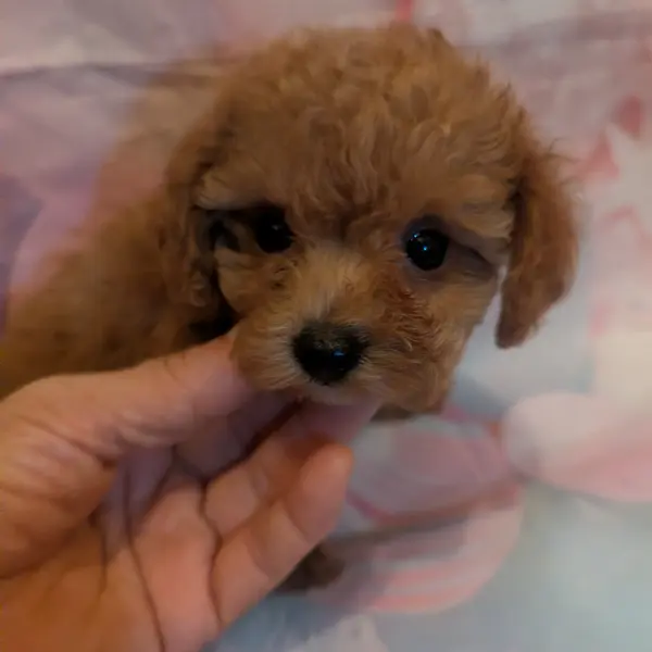 パパは、1.3k