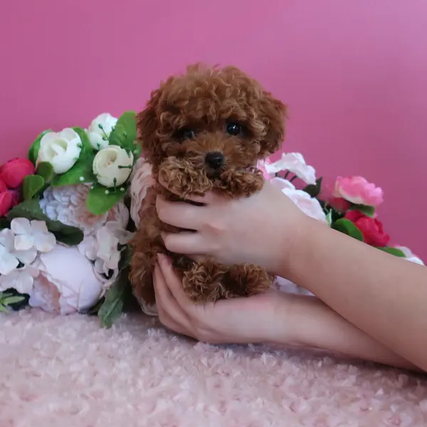 Female born May 31st, Red color - expected to be Teacup size as an adult. - Dogs direct from breeder | 中村美美 Breeder