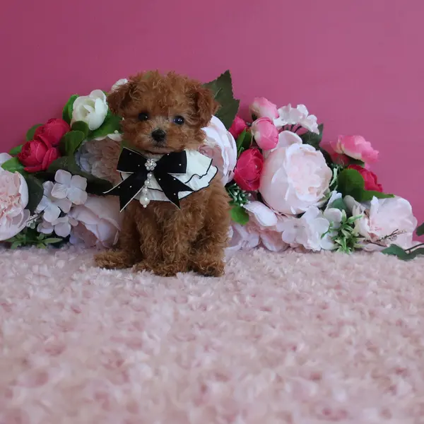 A handsome boy born on June 21st, expected to be a micro teacup with apricot coloring. - Image 3