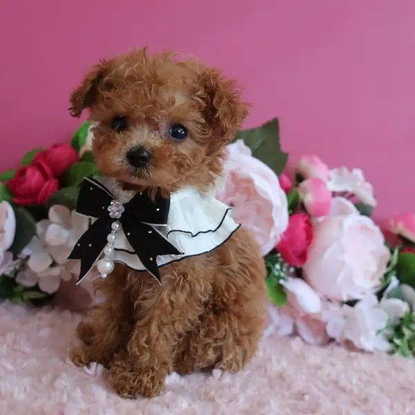 A handsome boy born on June 21st, expected to be a micro teacup with apricot coloring. - Image 5