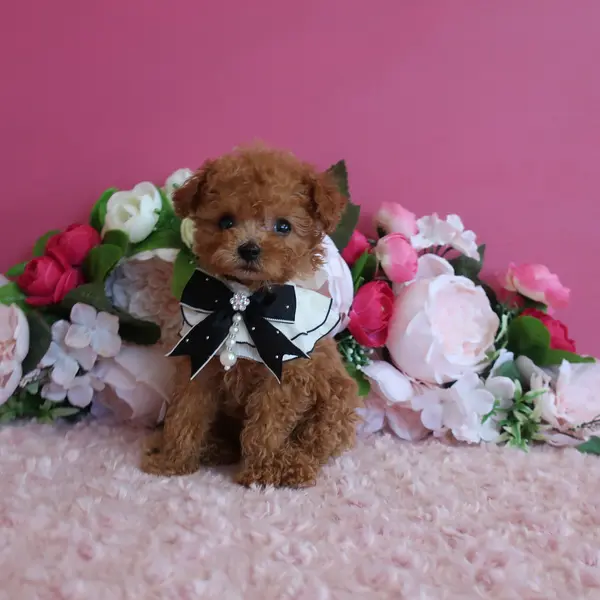 A handsome boy born on June 21st, expected to be a micro teacup with apricot coloring. - Image 4