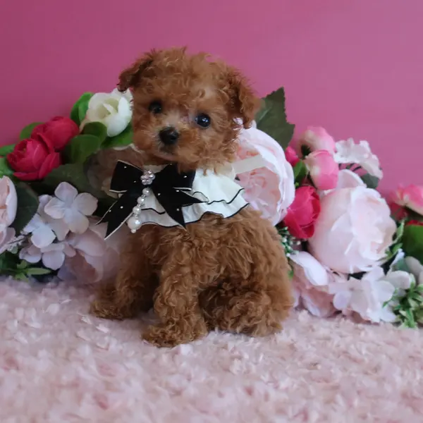 A handsome boy born on June 21st, expected to be a micro teacup with apricot coloring. - Dogs direct from breeder | 中村美美 Breeder