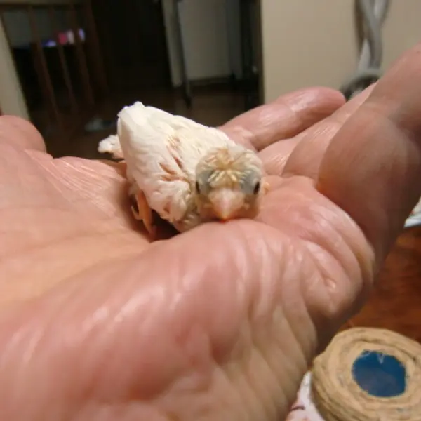Hand-Tame White Bonten (Crested) Bengalese Finch - Image 2