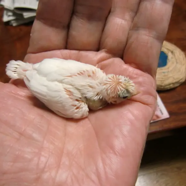 Hand-Tame White Bonten (Crested) Bengalese Finch - Image 3
