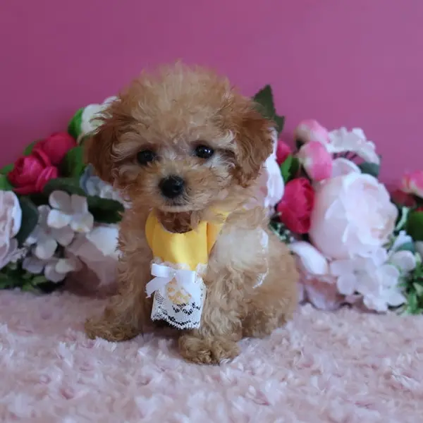 Born June 21 – Expected Micro Teacup girl – Apricot coat color - Image 2