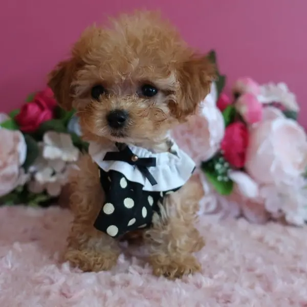 Born June 21 – Expected Micro Teacup girl – Apricot coat color - Image 4