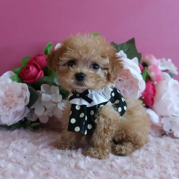 Born June 21 – Expected Micro Teacup girl – Apricot coat color - Dogs direct from breeder | 中村美美 Breeder