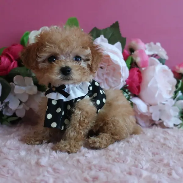 Born June 21 – Expected Micro Teacup girl – Apricot coat color - Image 3