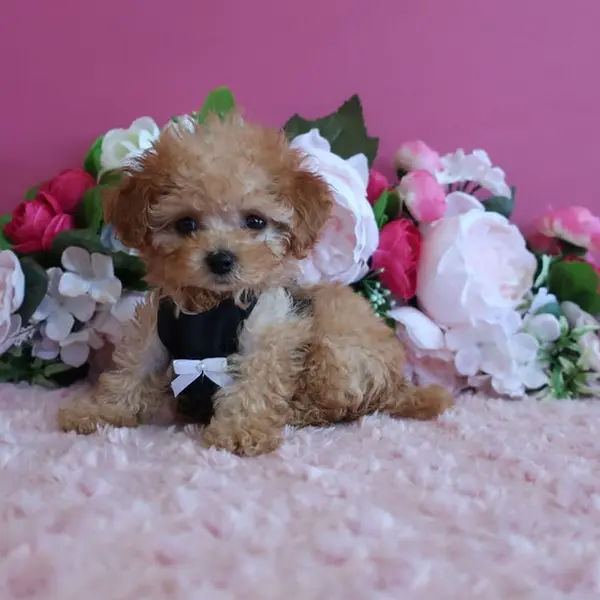 Born June 21 – Expected Micro Teacup girl – Apricot coat color - Image 5