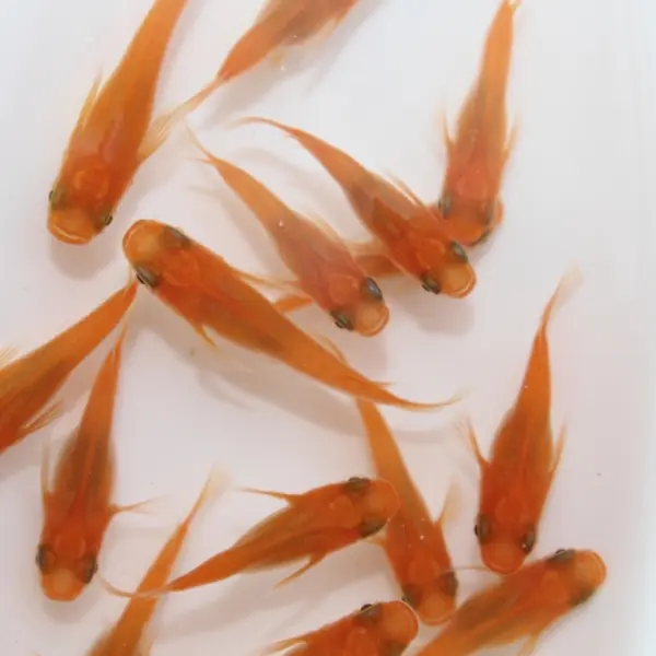 楊貴妃メダカ Sサイズ 10匹セット - Image 3