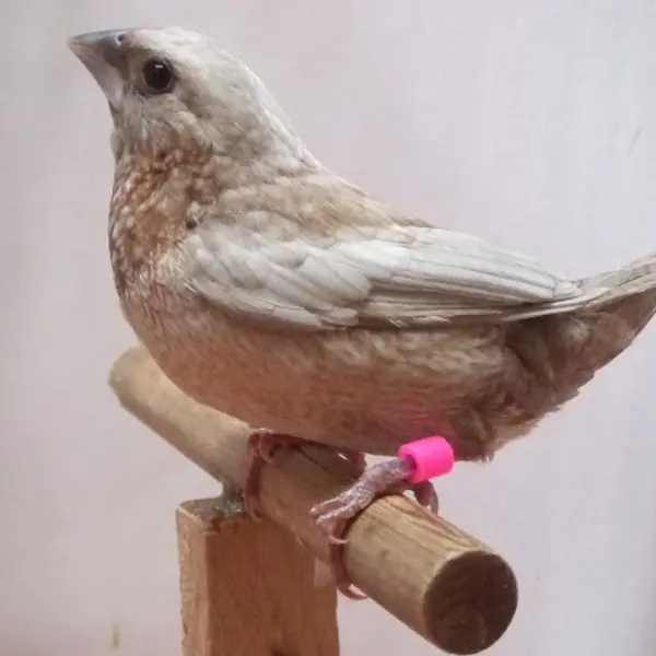 ヨーロッパ　パール　十姉妹　メス　産卵育雛経験　有ります。　秋の繁殖にどうぞ！ - 鳥のブリーダー直販 | 栗原広ブリーダー