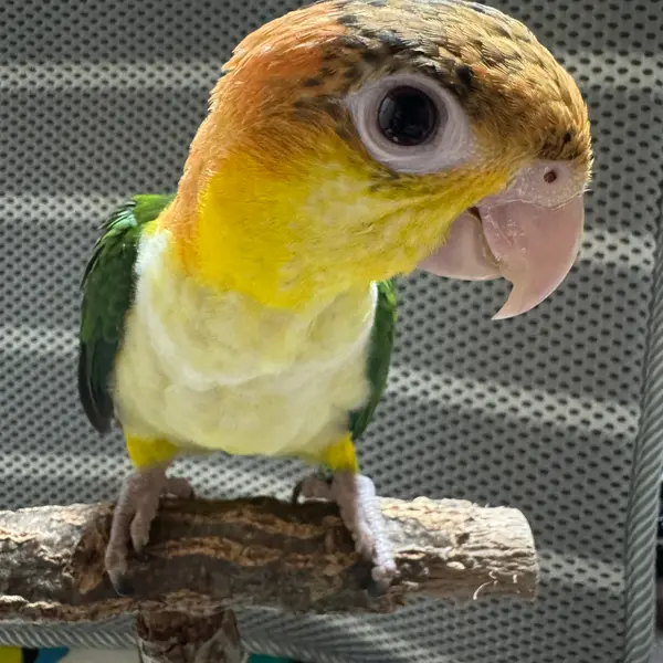 White-bellied Caique (Pionites leucogaster) Chick - Very Tame! Hand-fed, Female, Born June 2026 - Birds direct from breeder | 南達也 Breeder