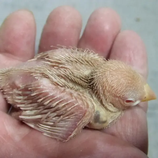 手乗りクリーム文鳥　生後2週の手乗りヒナ - 鳥のブリーダー直販 | 栗原広ブリーダー