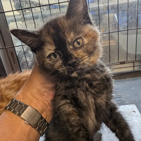Tortoiseshell Scottish Fold Female - Cats direct from breeder | 原田国保ブリーダー