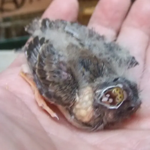 可愛い　こきんちょうブラックチークから生まれた手乗りヒナ - 鳥のブリーダー直販 | 栗原広ブリーダー