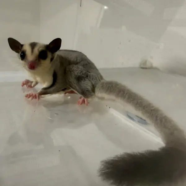 Sugar Glider [Male / Born May 17, 2026 / Platinum] Healthy CB-Bred Individual - Image 2