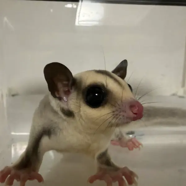 Sugar Glider [Male / Born May 17, 2026 / Platinum] Healthy CB-Bred Individual - Small Animals direct from breeder | 阿比留健太 Breeder
