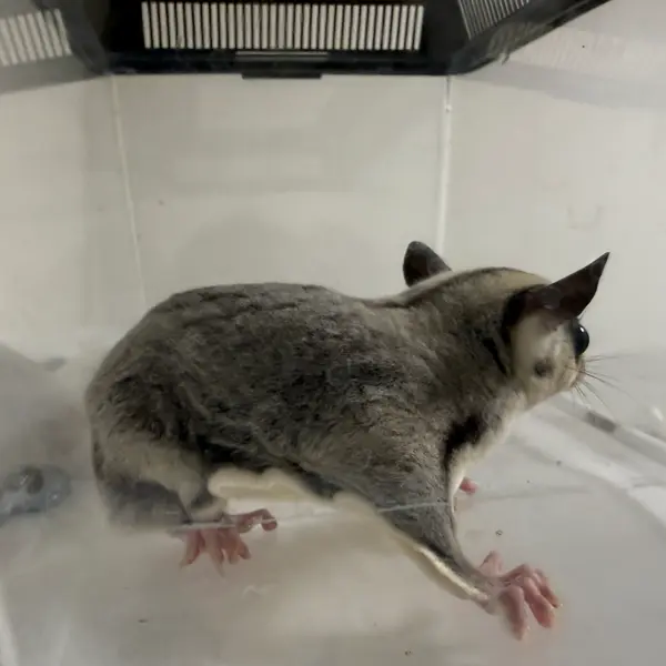 Sugar Glider [Male / Born May 17, 2026 / Platinum] Healthy CB-Bred Individual - Image 3