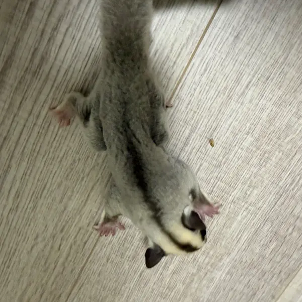 Sugar Glider [Male / Born May 17, 2026 / Platinum] Healthy CB-Bred Individual - Image 7