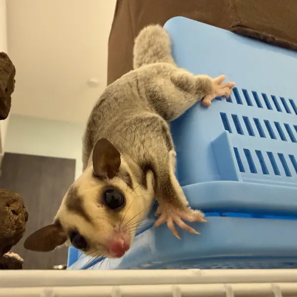 Sugar Glider [Male / Born May 17, 2026 / Platinum] Healthy CB-Bred Individual - Image 6