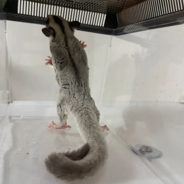 Sugar Glider [Male / Born May 17, 2026 / Platinum] Healthy CB-Bred Individual - Image 5